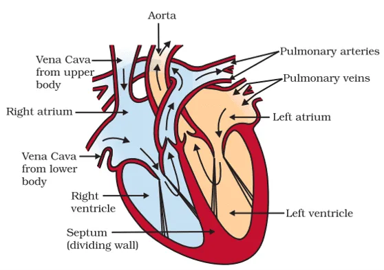 heart class 10