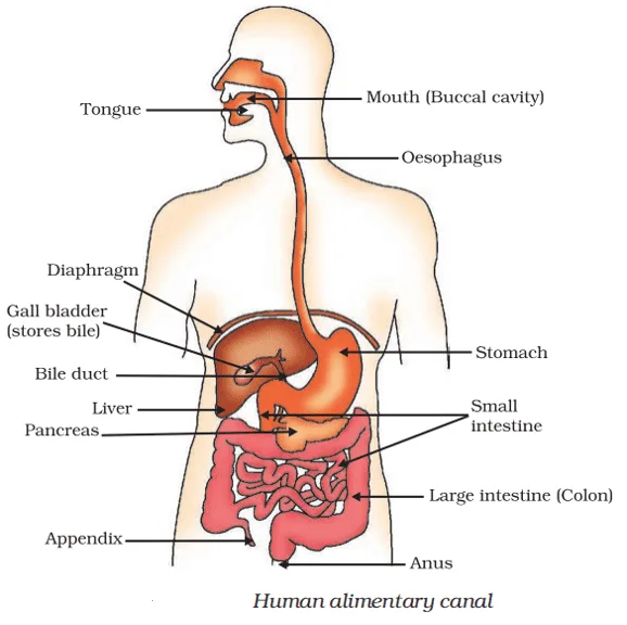 human alimentary canal class 10