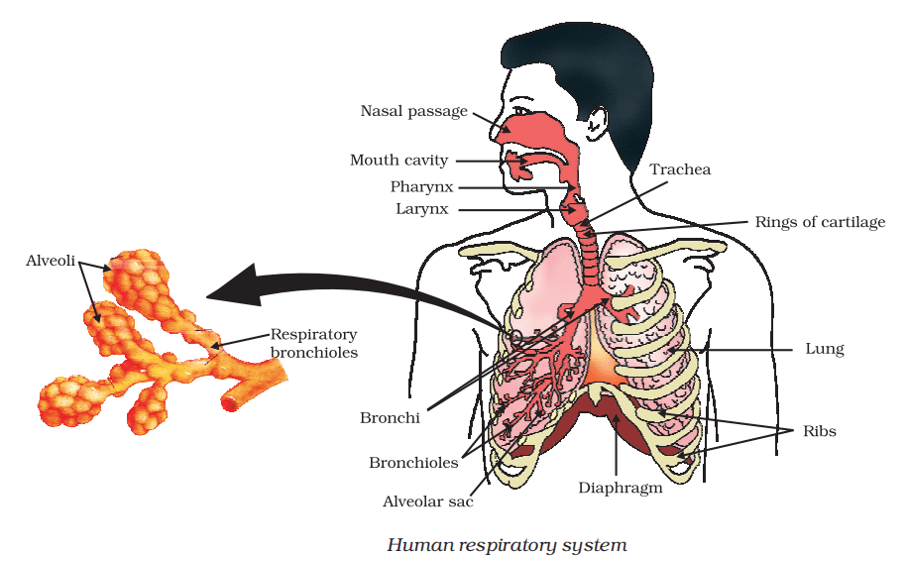 human respiratory system class 10
