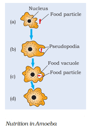 nutrition in amoeba