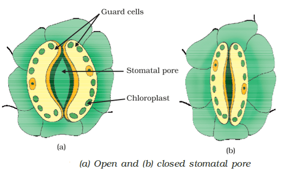 opening and closing of stomata
