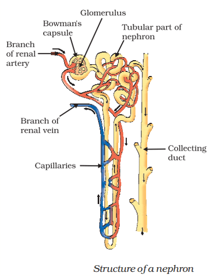 structure of a nephron class 10