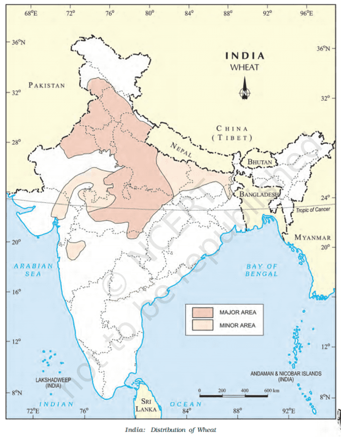 major wheat producing areas class 10 cbse map work 2023-24