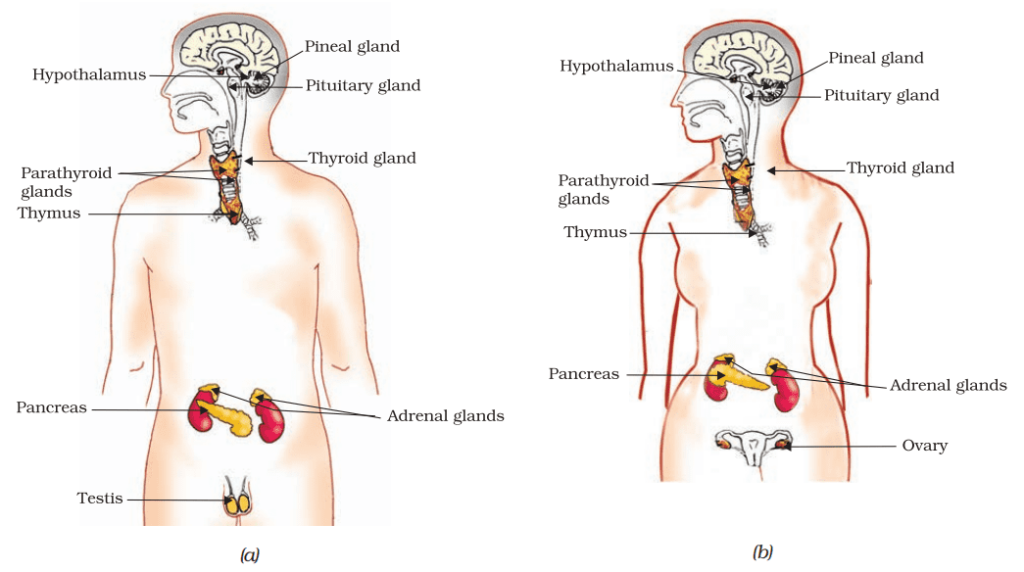 Endocrine glands in human beings (a) male, (b) female