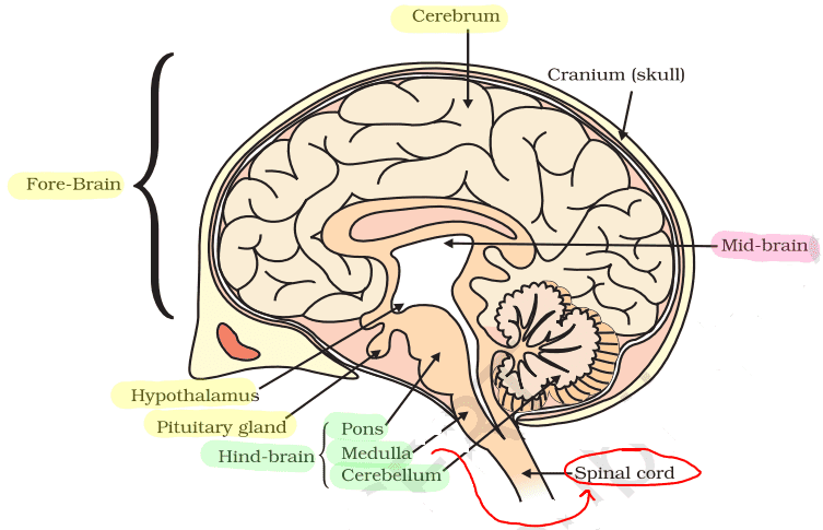 human brain class 10 science