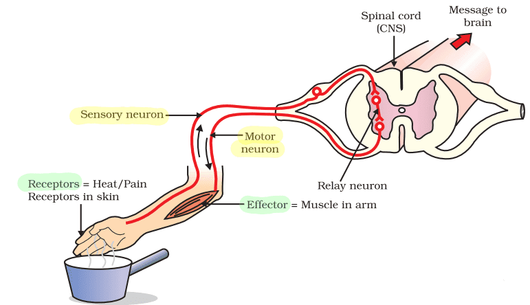 reflex arc class 10