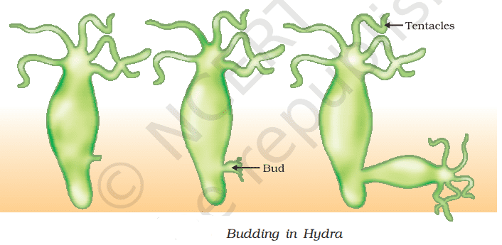 budding in hydra class 10 science