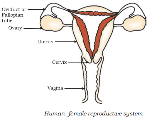 human female reproductive system class 10