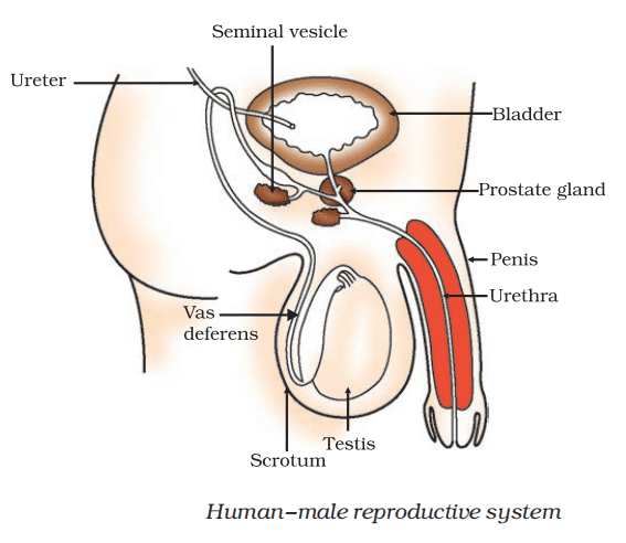 human male reproductive system class 10