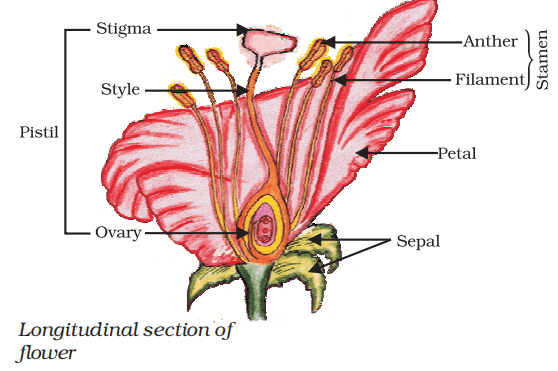 longitudinal section of flower class 10 science
