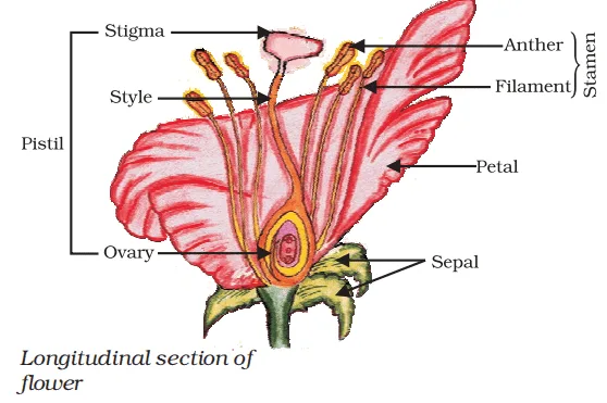 longitudinal section of flower