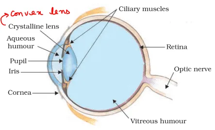 the human eye and the colourful world class 10 notes