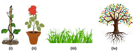 the trees class 10 question answers