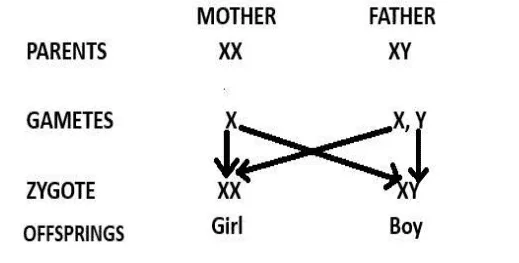 determination of sex class 10 diagram