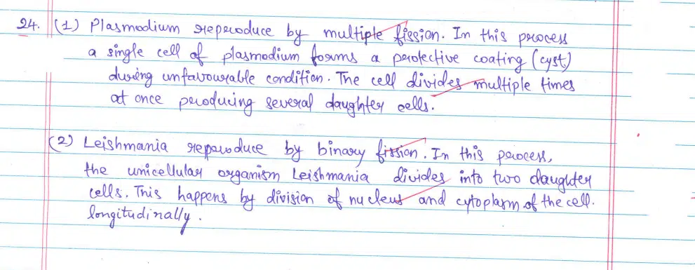 CBSE Class 10 Science 2024 Topper’s Answer Sheet: Download with Solutions