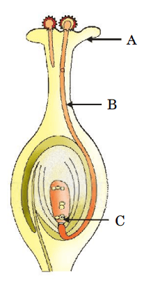 Score 80/80: CBSE Class 10 Science Topper Answer Sheet 2025 PDF + Marking Scheme