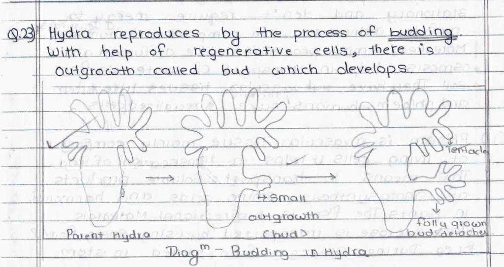 Score 80/80: CBSE Class 10 Science Topper Answer Sheet 2025 PDF + Marking Scheme