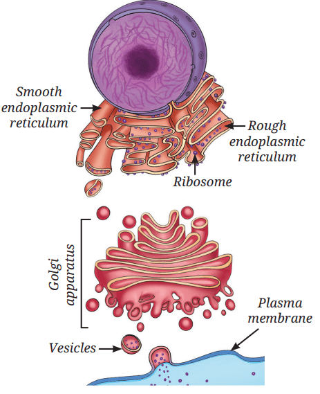 Endoplasmic reticulum and Golgi apparatus pathway for protein processing and secretion