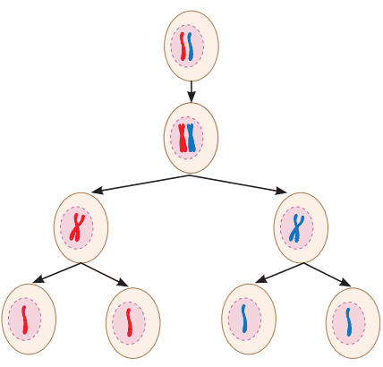 Cell: The Building Block of Life Class 9 Notes | CBSE Science Chapter 2