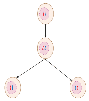 Mitosis