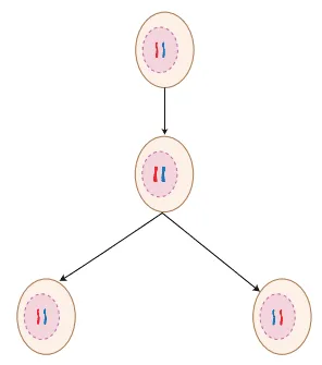 Mitosis