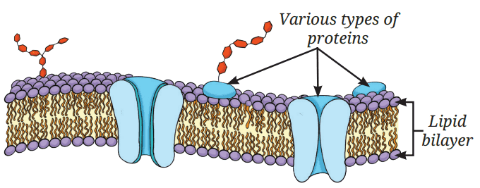 Structure of a cell membrane