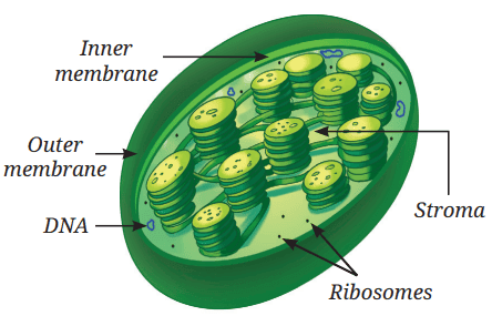Structure of a chloroplast
