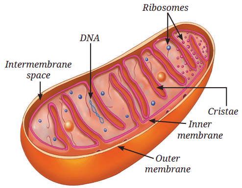 Structure of a mitochondrion