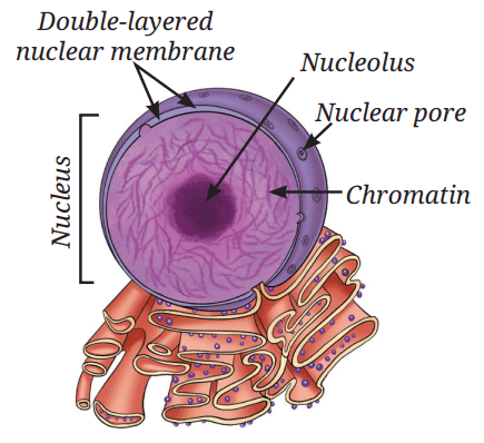 Structure of a nucleus