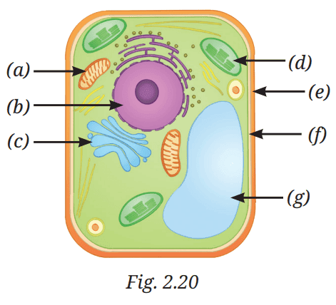 class 9 science cell the building block of life questions answers